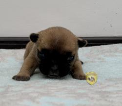 Click sobre la imagen para ampliarla