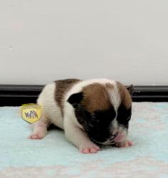 Click sobre la imagen para ampliarla