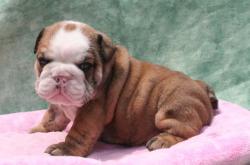 Cachorros registrados, Nueva Camada 


            


            