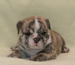 Cachorros de raza bulldog ingles para la venta del criadero nutibara Bulldogs


            


            