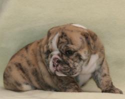 Cachorros de raza bulldog ingles para la venta del criadero nutibara Bulldogs


            


            