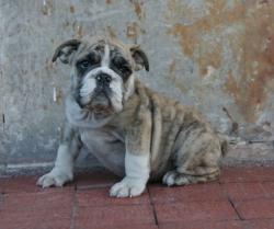 ejemplar de bulldog ingles registrado
            


            