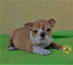 Click sobre la imagen para ampliarla