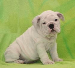 cachorros de raza Bulldog ingles del criadero Nutibara Bulldogs

            


            