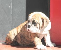 Click sobre la imagen para ampliarla