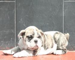 Cachorros de raza Bulldog Ingles para la venta del criadero Nutibara Bulldogs 


            


            