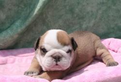 Cachorros Bulldog Ingles Resgistrados de Nutibara Bulldogs


            


            