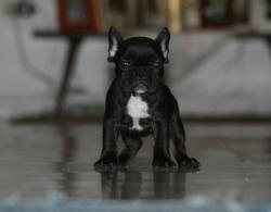 cachorra nutibara bulldog frances 
            


            