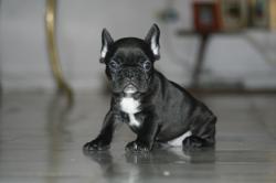 cachorra bulldog frances 

            


            