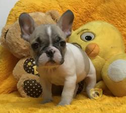 Click sobre la imagen para ampliarla