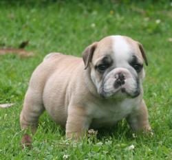 Cachorros de raza bulldog ingles para la venta del criadero nutibara Bulldogs


            


            