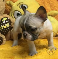 Click sobre la imagen para ampliarla