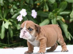 CACHORROS DE RAZA BULLDOG INGLES PARA LA VENTA DEL CRIADERO NUTIBARA BULLDOG


            


            