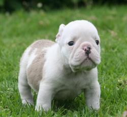             Cachorros de raza bulldog ingles para la venta del criadero nutibara Bulldogs


            


            


            
