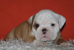 Cachorros de raza Bulldog Ingles para la venta del criadero Nutibara Bulldogs -Pet shop Special Dogs 



            


            