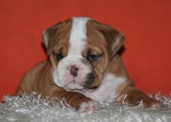Cachorros de raza Bulldog Ingles para la venta del criadero Nutibara Bulldogs -Pet shop Special Dogs 



            


            