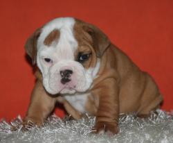 cachorros de raza bulldog ingles para la venta del criadero Nutibara Bulldogs

            


            