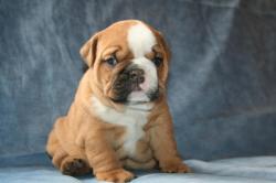 Ejemplares de raza bulldog ingles para la venta 

            


            