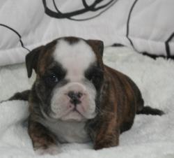 Cachorros de raza Bulldog Ingles para la venta del criadero Nutibara Bulldogs -Pet shop Special Dogs 




            


            