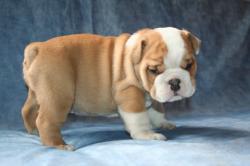             Ejemplares de Bulldog para la venta de bulldog ingles, cachorros


            


            


            