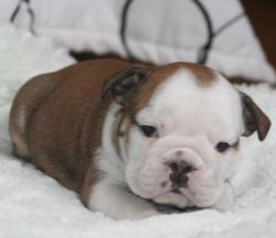 Cachorros de raza Bulldog Ingles para la venta del criadero Nutibara Bulldogs -Pet shop Special Dogs 




            


            