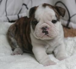 Cachorros de raza Bulldog Ingles para la venta del criadero Nutibara Bulldogs -Pet shop Special Dogs 




            


            