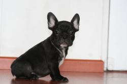 cachorro bulldog frances

            


            