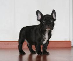 cachorro bulldog frances 

            


            