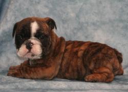 Click sobre la imagen para ampliarla