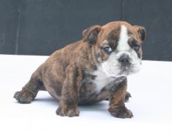 Cachorros para la venta de raza bulldog inglés del criadero Nutibarabulldogs 
            


            