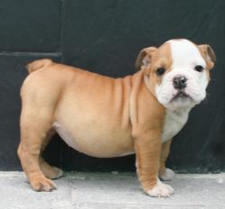 Ejemplares de Bulldog Ingles para la venta


            


            