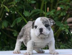Cachorros de raza Bulldog Ingles para la venta del criadero Nutibara Bulldogs


            


            