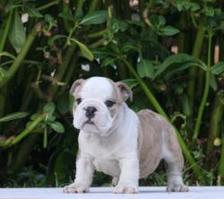 cachorros de raza bulldog ingles para la venta del criadero Nutibara Bulldogs 


            


            