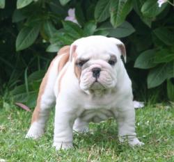             Cachorros de raza Bulldog Ingles para la venta del criadero Nutibara Bulldogs -Pet shop Special Dogs 


            


            


            
