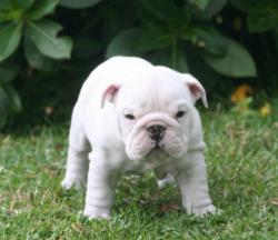 Cachorros de raza Bulldog Ingles para la venta del criadero Nutibara Bulldogs -Pet shop Special Dogs 


            


            