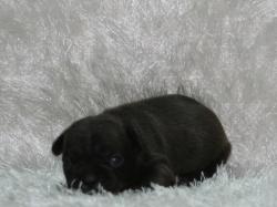 Cachorros de raza Bulldog Francés para la venta del criadero Nutibara Bulldogs -Pet shop Special Dogs 


            


            