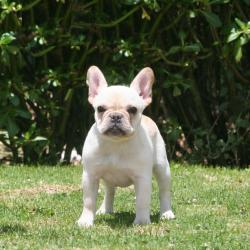 cachorros de bulldog frances para la venta del criadero Nutibara Bulldogs


            


            