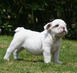 Click sobre la imagen para ampliarla