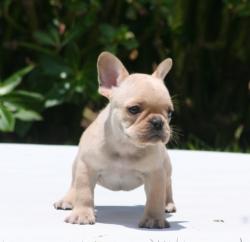 Cachorros de bulldog frances para la venta del criadero nutibara Bulldogs


            


            