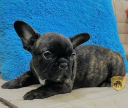 Click sobre la imagen para ampliarla