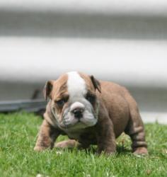 Cachorros de raza Bulldog ingles para la venta del criadero Nutibara Bulldogs


            


            