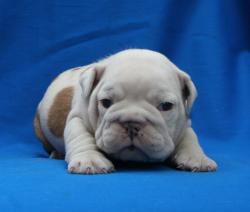 cachorro de raza bulldog Ingles 


            


            
