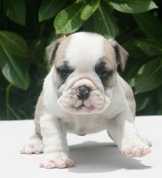 Cachorros de raza Bulldog Ingles para la venta del criadero Nutibara Bulldogs -Pet shop Special Dogs 


            


            