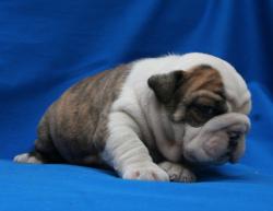 Click sobre la imagen para ampliarla