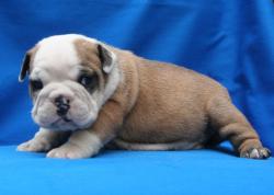 cachorro de raza bulldog Ingles 


            


            