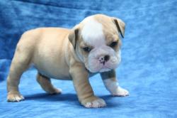 Click sobre la imagen para ampliarla