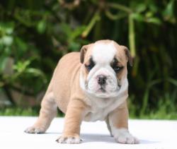 Cachorros de raza Bulldog ingles para la venta del criadero Nutibara Bulldogs

            


            