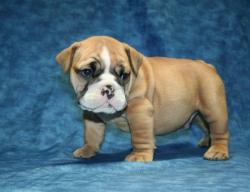 

            
Cachorros de la raza Bulldog para la Venta 

            


            


            