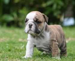 Cachorros de raza Bulldog ingles para la venta del criadero Nutibara Bulldogs


            


            