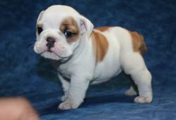 Cachorros de la raza Bulldog para la Venta 



            


            